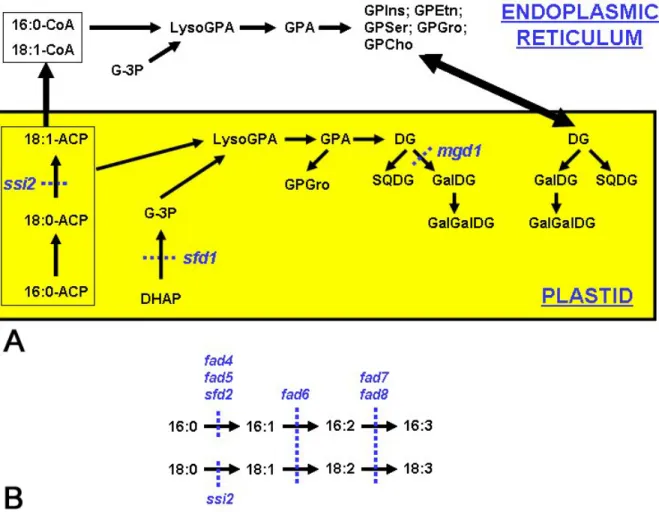 Figure 2. Schematic of lipid biosynthesis in Arabidopsis thaliana. A. Lipid biosynthesis in Arabidopsis leaves occurs in two  compartments – in the plastids and the endoplasmic reticulum