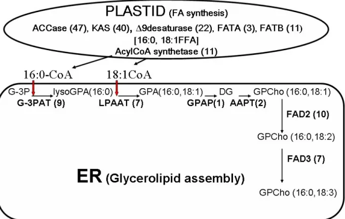 Figure 3. Compartmentation of metabolites and deduction of pathways for lipid metabolism in cotton fiber cells by combining  lipid profiling and DNA database information