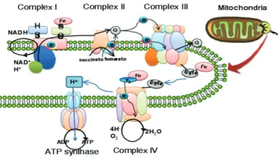 Figure 2: Chaine respiratoire de la mitochondrie et fonctionnement de l’enzyme  cytochrome C oxydase 