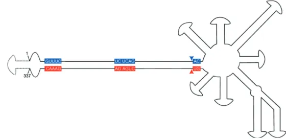 Figure 3. Scheme of the branched genomic RNA of  Peach latent mosaic viroid (PLMVd; Avsunviroidae) (modified from  Daros et al., 2006) — Représentation de l’ARN génomique branché du Peach Latent Mosaic Viroid (PLMVd; Avsunviroidae)  (modifié d’après Daros 