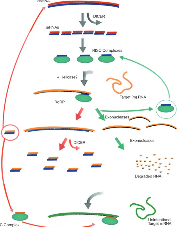 Figure 4. Overview of dsRNA-mediated mRNA degradation (modified from Dillin, 2003) — Présentation du mécanisme de  dégradation de l’ARN(m) médiée par l’ARN double brin (dsRNA) (modifié d’après Dillin, 2003).