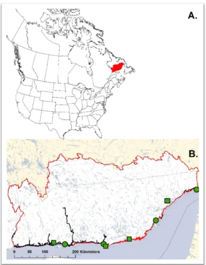 Figure 1: Territoire d'étude. (A.) Emplacement de la Minganie en Amérique du Nord. (B.) Aperçu des  villages (cercles verts) et communautés Innus (carrés verts) de la Minganie