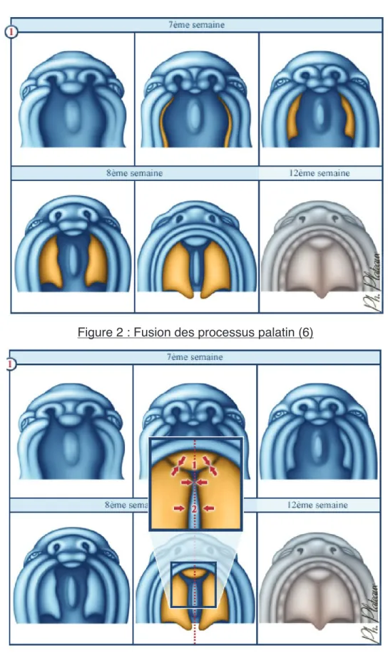 Figure 2 : Fusion des processus palatin (6) 