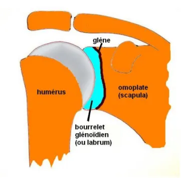 Figure 5 : Articulation gléno-humérale 