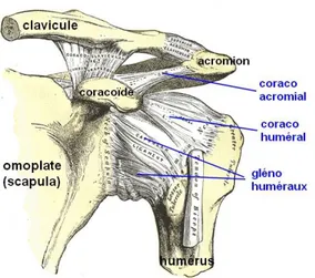 Figure 8 : Articulation sous-deltoïdienne 