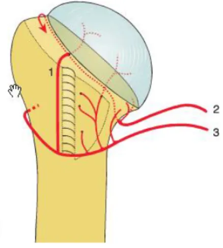 Figure 12 : 1/Branche antérolatérale ascendante, 2/Artère circonflexe postérieure, 3/Artère  circonflexe antérieure 