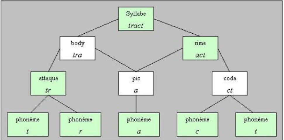 Figure 5 : Structure hiérarchique de la syllabe, Seymour, 1999 
