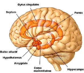 Figure 2 : Système cingulaire