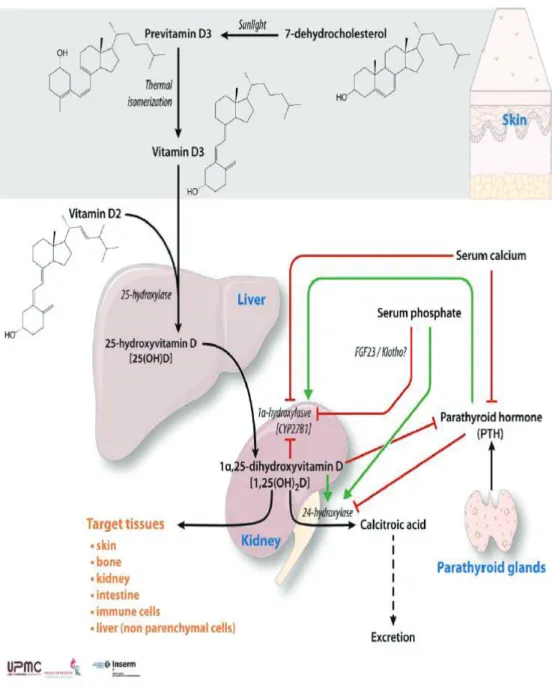 Figure 1: Vitamin D and the vitamin D receptor in liver pathophysiology Silvia Zuniga, Clinics and Research in  Hepatology and Gastroenterology 2011 [22]