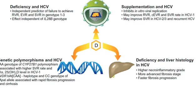 Figure 3 : Figure D-livering the message: The importance of vitamin D status in chronic liver disease