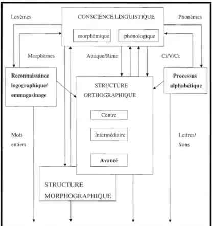 Figure 5: Représentation du modèle à double fondation du développement orthographique et  morphographique de Seymour (1997) 1