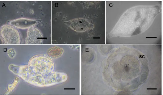Figure 1. Egg development from oviposition to first hatching and release of a morula-like structure