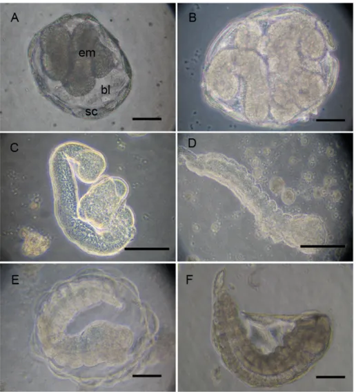 Figure 3. A. ervi embryo development from the first to the second hatching. Until the 5 th day of development, all embryonic and 1st instar larva stages occur within the blastocoels (bl) delimited by the serosa membrane (sc)