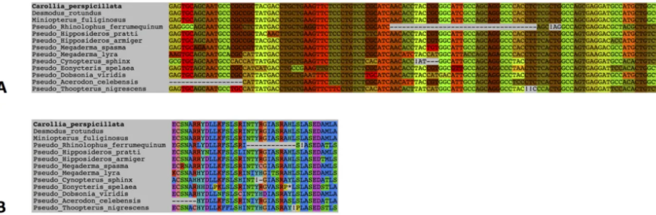 Fig. 2.  Example  of  a  frameshift-aware  alignment  produced  by  MACSE.  Trpc2(-like)  sequences  of  bats were aligned at the nucleotide level (A) and amino acid level (B), unravelling several frameshifts  (indicated by “!”) and stop codons (indicated 