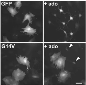 Fig. 4 Effects of constitutively active RhoA mutant (G14V) transfection on pituicyte morphology