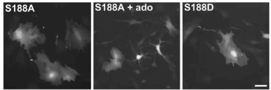Fig. 5 Effects of phosphorylation-resistant (S188A) or phosphomimetic (S188D) RhoA mutant transfection (same  method as in Fig