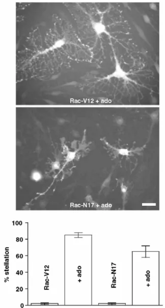 Fig. 8 Effects of Rac1 constitutively active (V12) or dominant negative (N17) mutant expression on pituicyte  morphology