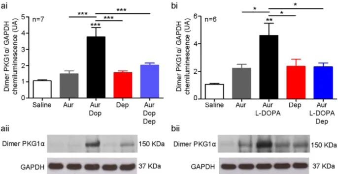 Fig. 8. Sucrose preference in WT mice is determined by a balance between NOS/cGMP- and disul ﬁ de-PKG1 α 