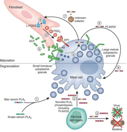 Figure 1. Endogenous PLA2G3 can promote mast cell maturation and induce and enhance mast cell activation