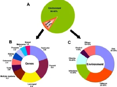 Figure 1. Le rôle des gènes et de l’environnement dans le développement du cancer [4]
