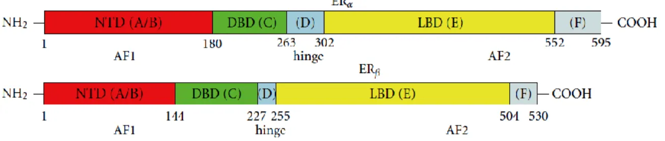 Figure 11. Domaines structuraux des récepteurs des estrogènes α et β [65].  