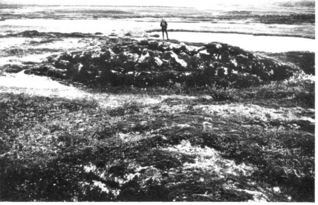 Fig.  1:  Vue  d’une  palse  en  dôme  de  Laponie,  recouverte  de  tourbe,  découpée  par  un  réseau  de  fissures