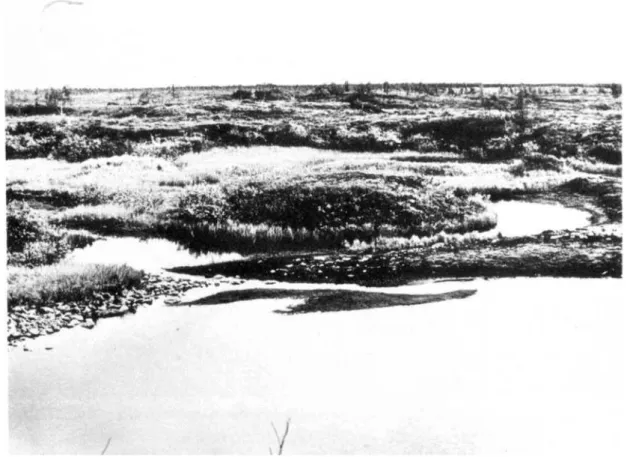 Fig.  2:  Palse  complexe  à  32  km  à  l’est  de  Fort  Chimo,  Canada.  A  l’avant-plan,  dans  un  creux  thermokarstique, une nouvelle palse est en croissance (46° 10 lat
