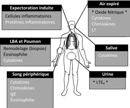 Figure 1.4 : Biomarqueurs de l’asthme. 