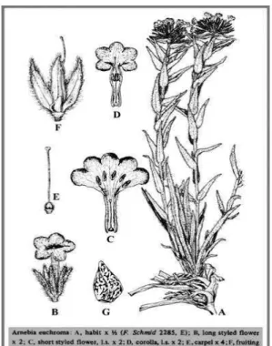 Figure 3: Planche descriptive d'Arnebia  euchroma (1)