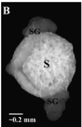 Figure 2 : Spermathèque de la reine (S) et les 2 glandes spermathècales (SG) qui l’accompagnent (tiré de  den Boer et al., 2009)