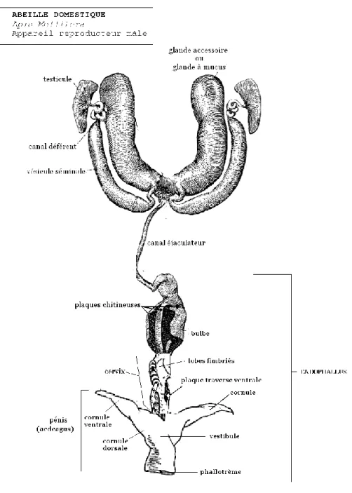 Figure 3 : Anatomie de l’appareil reproducteur du faux-bourdon (tiré de l’encyclopédie universelle 2013)