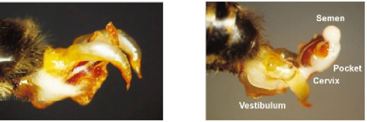 Figure 4 : Éversion partielle (à gauche) et complète (à droite) de l’endophallus avec présence de sperme  (coloration beige) au bout de l’organe génital (tiré de Woyke, 2008)