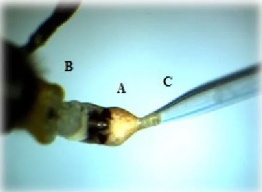 Figure 6 : Prélèvement du sperme (A) d’un endophallus (B) de faux-bourdon sous loupe binoculaire avec une  seringue d’insémination (C) Gilmont (crédit photo : Andrée Rousseau)