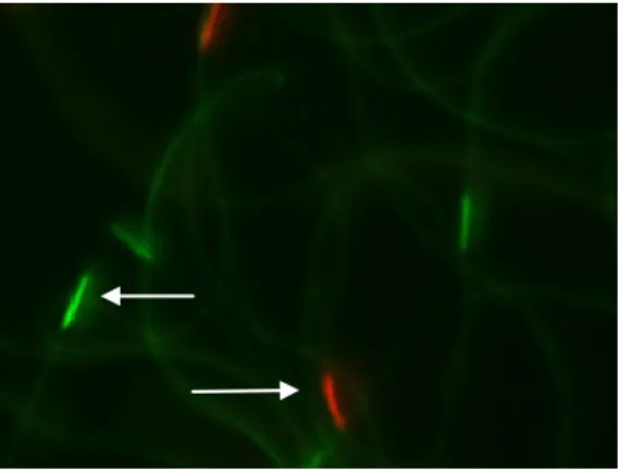 Figure 7 : Fluorescence des têtes de spermatozoïdes traités aux colorants SYBR-14 (qui colore en vert les  gamètes vivants) et iodure de propidium (qui colore en rouge les gamètes morts)