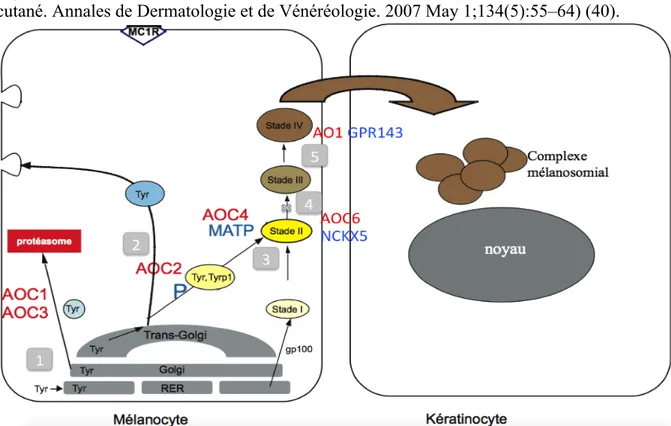 Figure  7 :  Mélanogénèse  et  impacts  des  différents  gènes  mutés  dans  l’albinisme