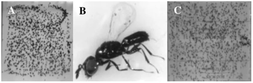 Figure 7.4 –  (A)  Piège  collant  blanc  recouvert de M. penetrans ; (B) M. penetrans ♂; 