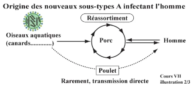 Figure 6 : Origine des nouveaux sous-types de virus A infectant l’homme 