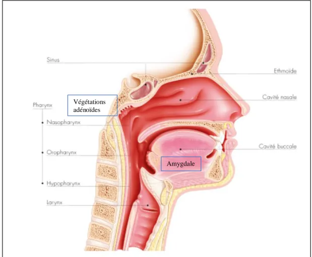 Figure 1 : Pharynx et carrefour aéro-digestif 