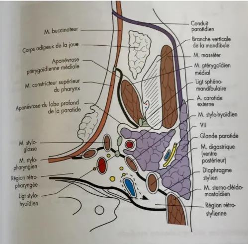 Figure 2 : Coupe horizontale passant par C2 et la région tonsillaire d’après Bonfils (6) 