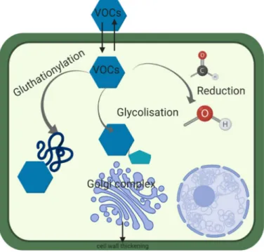 Figure 2. Sequestration and biotransformation of exogenous volatile organic compounds (VOCs) in  plant