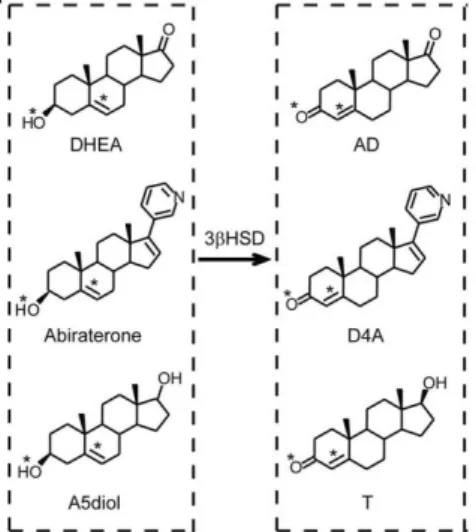 Figure 6 Conséquences structurales de la conversion de l’abiratérone en D4A sous l’action  de la 3β-HSD