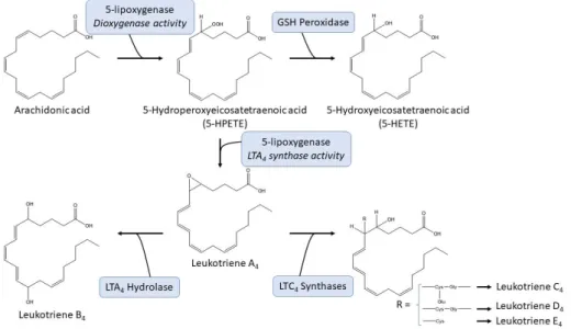 Figure 8: Summary of leukotriene synthesis from arachidonic acid (Rådmark et al., 2015)