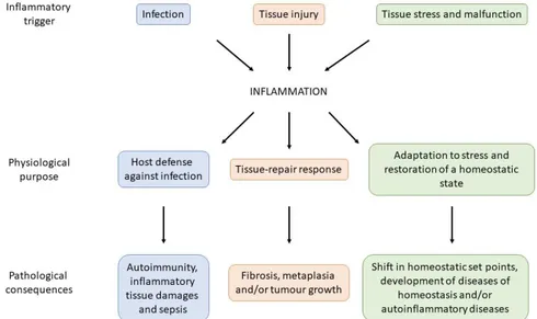 Figure 6: Scheme showing the main inflammatory trigger, the purpose of the inflammation  reaction and the pathological consequences (Medzhitov, 2008)