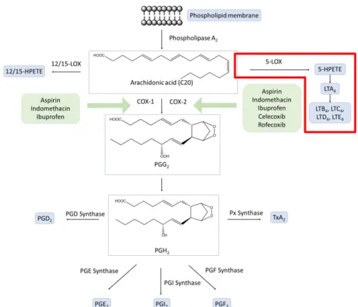 Figure 7: Representative biosynthetic pathway of prostaglandin (PG) biosynthesis from ara- ara-chidonic acid (AA) via COX-1/COX-2 isoform catalysis