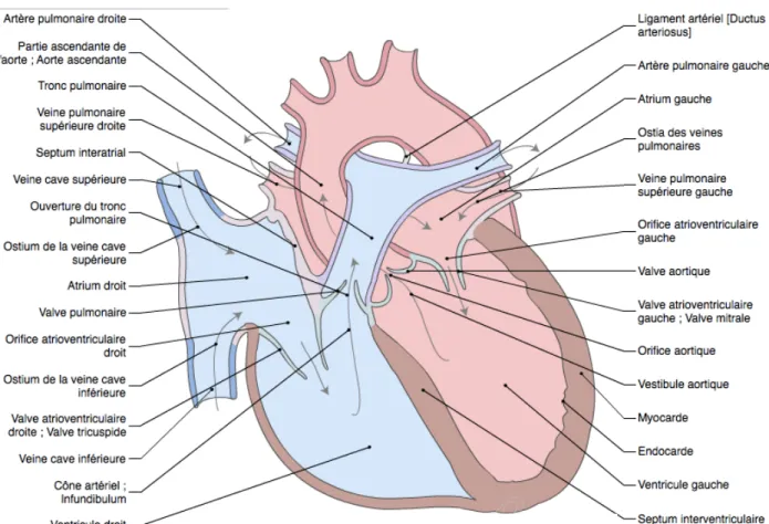 Fig 11: Coupe simplifiée et schématique du coeur. D’après imaios.com 