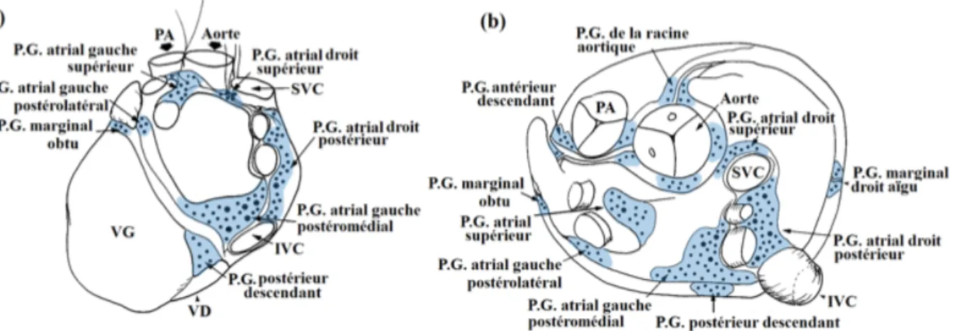 Fig 15: Distribution des plexus ganglionnaires: a) vue postérieure et b) vue supérieure.!