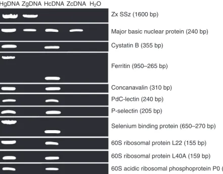Fig.  7. The selected genes are expressed by the coral host. The presence of the selected candidate genes and those encoding the gene for the zooxanthellar small ribosomal subunit RNA (Zx SSz) and the cDNA of the zooxanthellar major basic nuclear protein w
