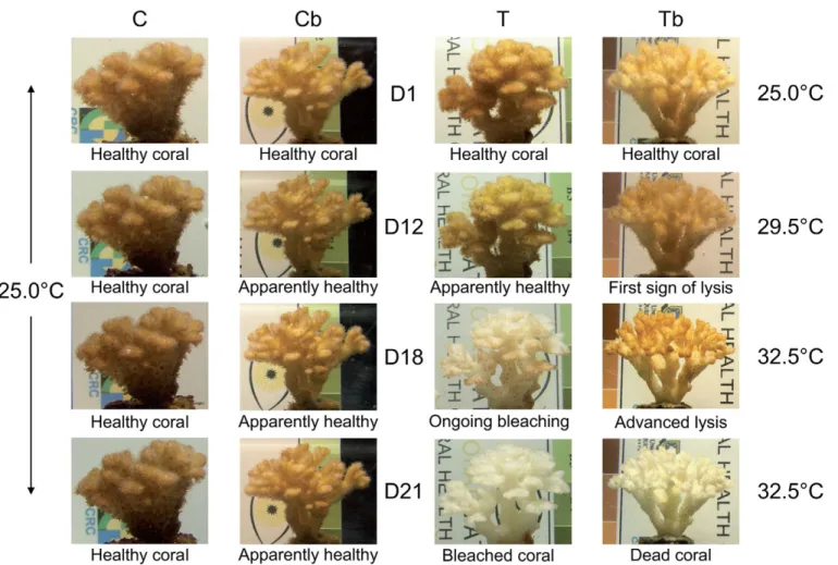 Fig.  1. Visual monitoring. Photos of Pocillopora damicornis nubbins taken at various time points during the experiment from treatments C (25^C without bacterial balneation), Cb (25^C with bacterial balneation), T (temperature increasing from 25 to 32.5^C 