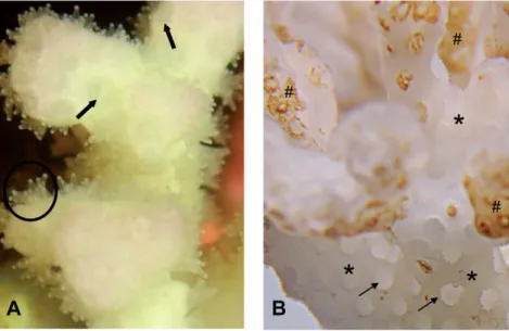 Fig.  2. Enlargement of photos of P. damicornis nubbins subjected to (A) thermal bleaching (T treatment) or (B) bacterial lysis (Tb treatment)