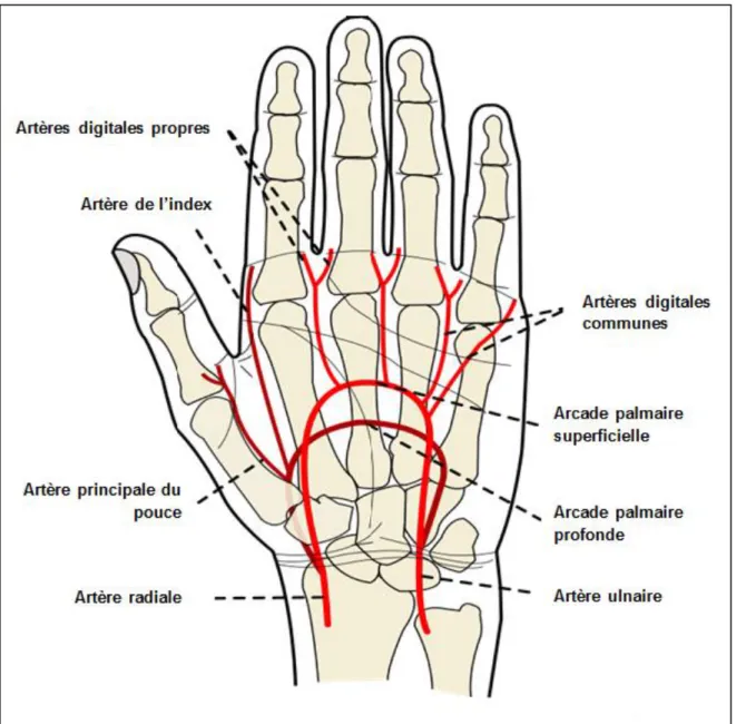 Figure 7. Vascularisation de la paume de la main par l’arcade palmaire superficielle  et profonde